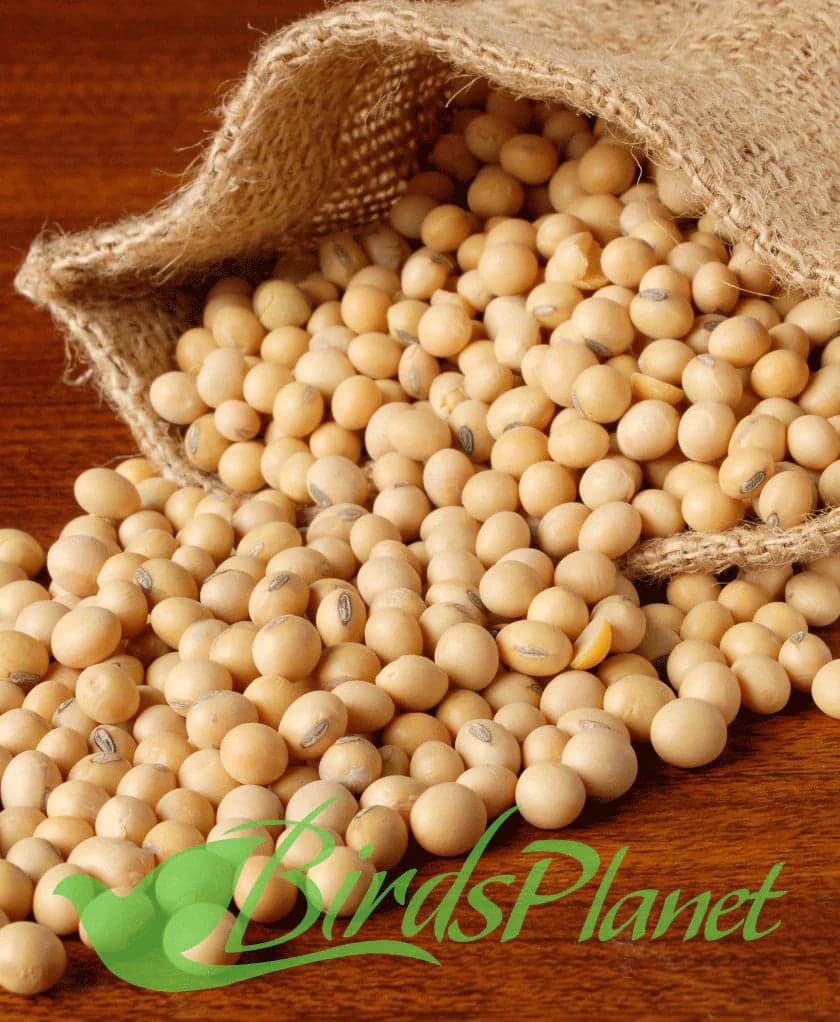 Soyabean Seeds

 Price for 1kg