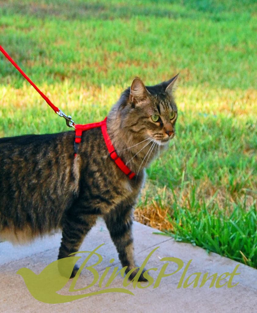 Good quality Cat control harness and leash collar