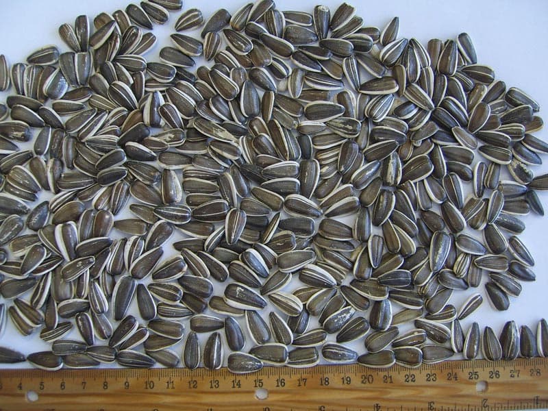 Excellent quality Irani Sunflower 
 Price for 1Kg