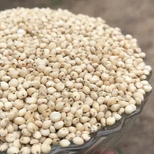 Very good quality White Jawar 
 It is a very good seed for your Pet Bird's Health 
 Price for 1Kg