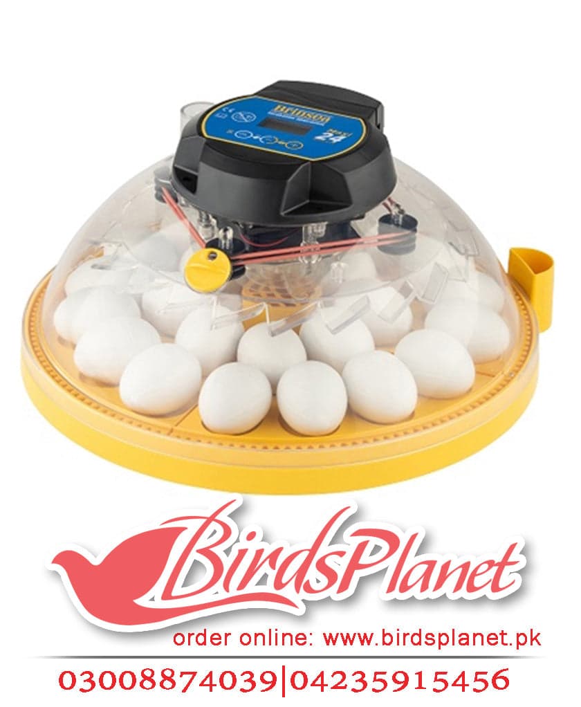 Maxi 24 Advance fully digital 24 egg incubator 

 Product Information 

A neat, easy to use fully automatic digital incubator with 24 hen egg capacity. Ideal for learners, hobbyist