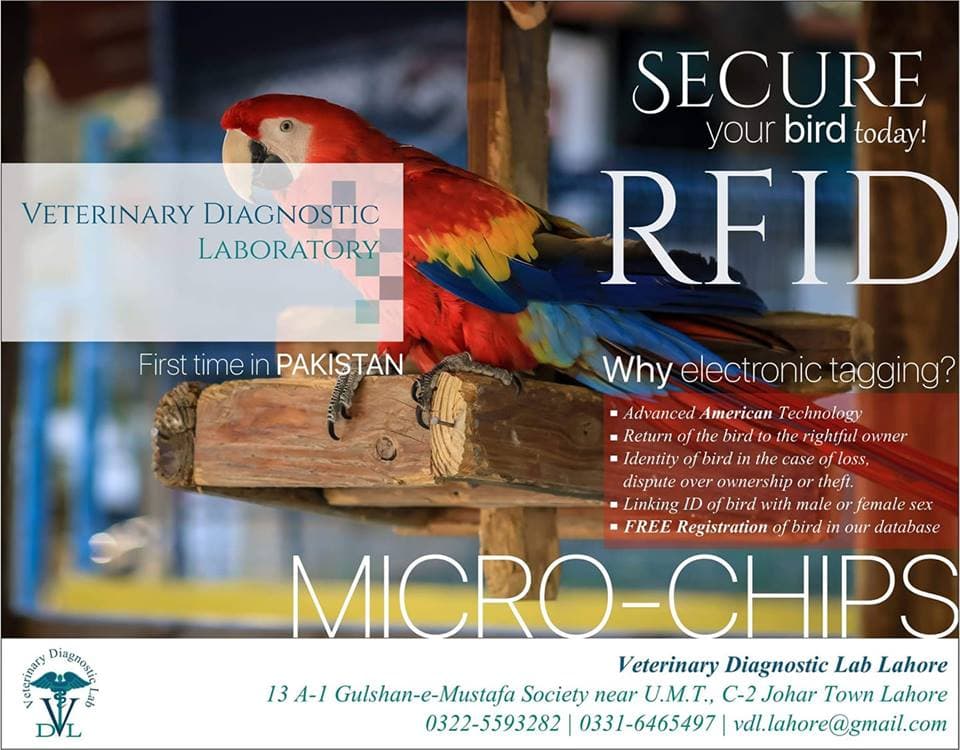 Normal 
 0 

 false 
 false 
 false 

 EN-US 
 X-NONE 
 AR-SA 

 MicrosoftInternetExplorer4 

 WE SOLVE YOUR BIRDS TRACKING PROBLEMS

 Secure your Bird today!

 RFID (Radi