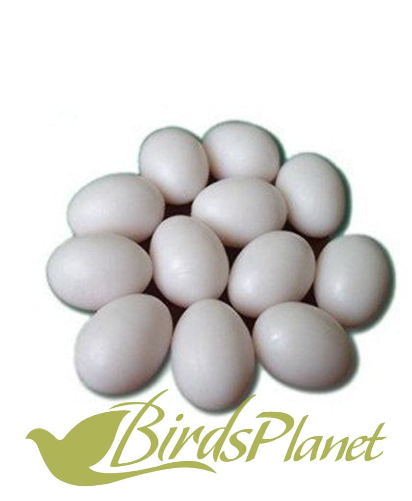 Birds Plastic Dummy Eggs 

 There are many different reasons to use dummy eggs. Some common reasons are:

 -A dummy can be placed in a nesting area to encourage laying.

 -Dummies 