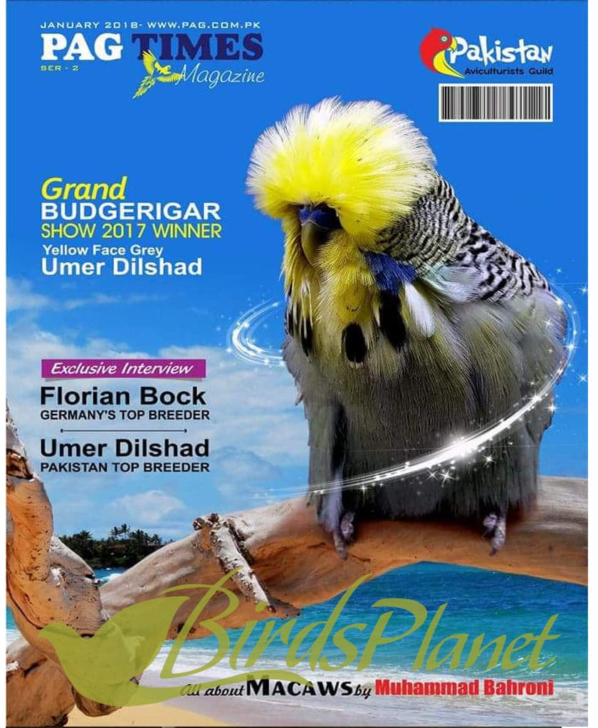 PAG TIMES MAGAZINE 

 Enjoy Life with Birds . Pakistans First official Bird Magazine PAG TIMES , where you can find articles about famous breeders , articles from famous vets and b