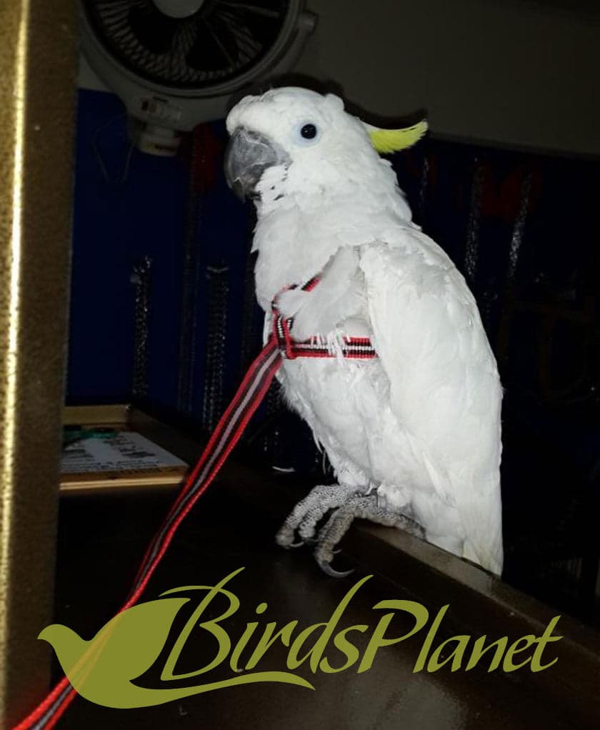 Adjustable Parrot Harness 

 Easiest to install - one piece design - No buckles or clips.

 The strong steel slides have been powder-coated black to make them unattractive as toys.