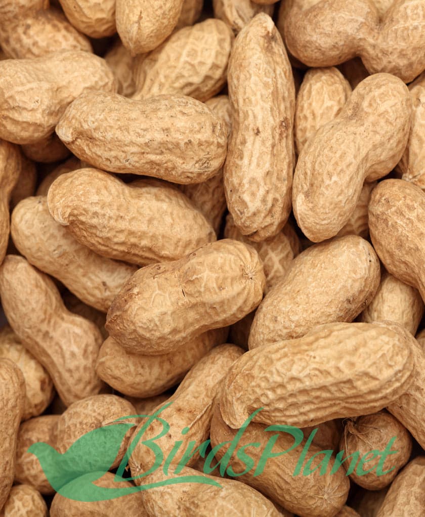 Peanut - مونگ پھلی Price 1KG 

 Order Here ►http://www.birdsplanet.pk/peanut

 BirdsPlanet (Pet store)
53-C, Bank Square 
Market Model Town
Lahore - Pakistan 
Call Now #03008874039