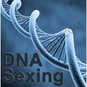 Birds DNA Sexing 

 Bids Planet now offer fastest DNA services for the valuable clients...
 Fast Track( 48 to 96 hours)

 for more details

 Requirement for Samples: 

 Feathers of