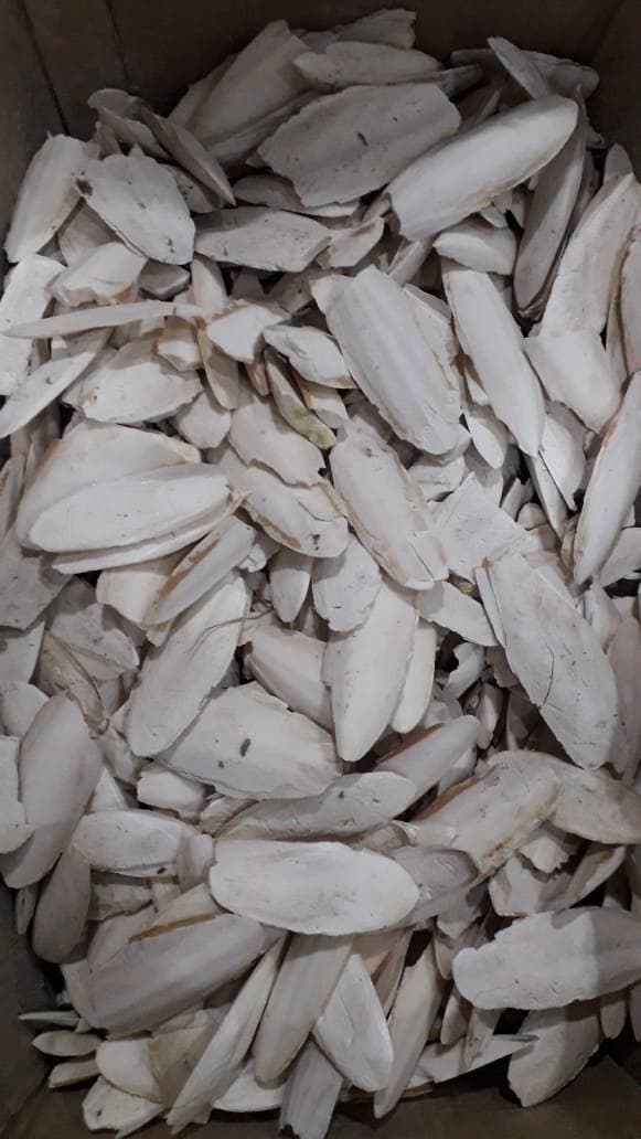 The fillet Cuttlefish Bone 

 The fillet of the cuttle fish for birds, excellent source of calcium 

 Price per kg 2500