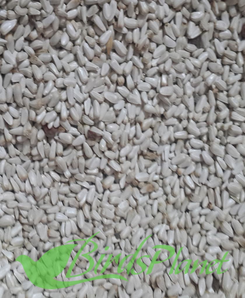 Kurtam / Safflower Seed کرتم سیڈ

 Price for 1kg

 Safflower seeds are a useful but relatively uncommon type of birdseed, but because of their great nutrition and which birds eat t