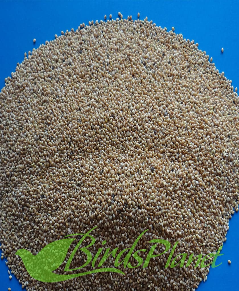 Yellow millet- گول کنگنی 

 تمام سیڈیز مناسب قیمت اور صاف ستھرے گندگی سے بلکل صاف 

 Price for 1 kg