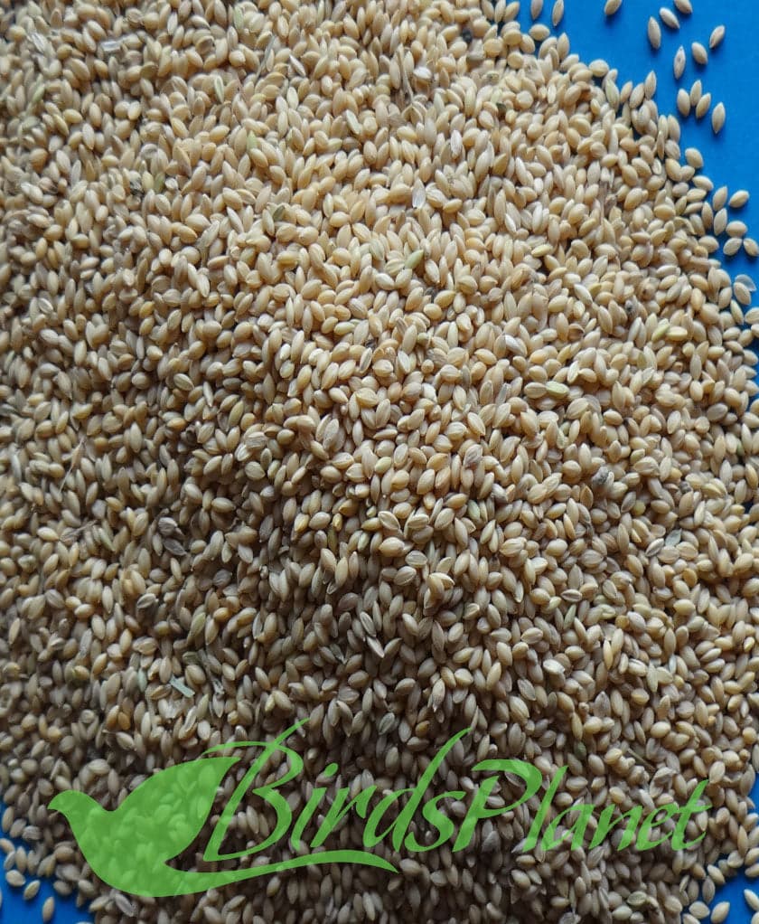 French white millet- دیسی کنگنی 

 تمام سیڈیز مناسب قیمت اور صاف ستھرے گندگی سے بلکل صاف 

 Price for 1Kg
