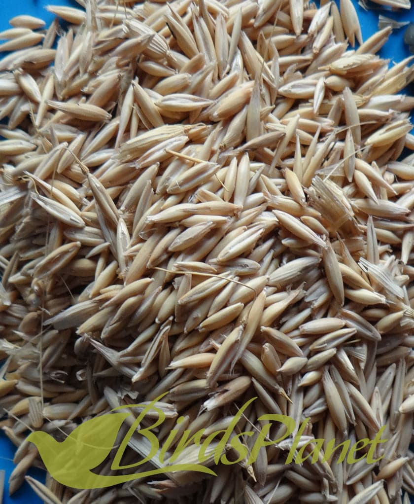 Oat Seed - جوی 

 صاف ستھری جوی پیکنگ میں دستیاب ہے۔ گندگی سے پاک بازار سے مناس قیمت میں دستیاب ہے 

 Price for 1kg