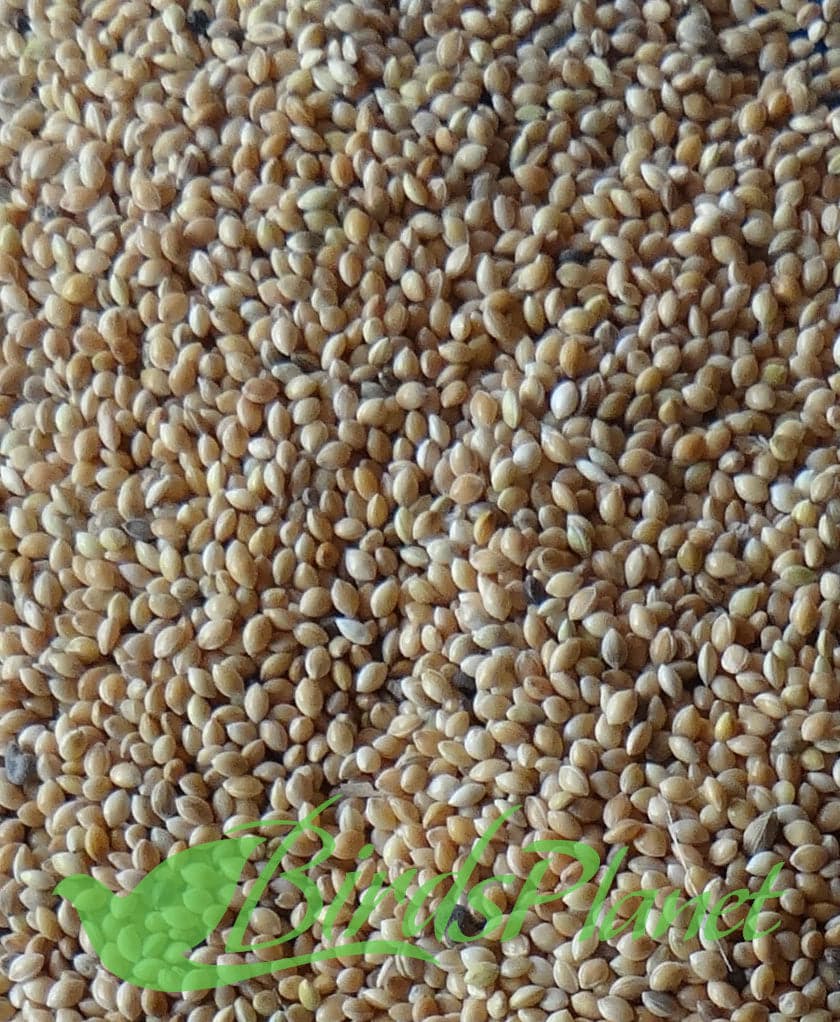 صاف ستھرا چینا پیکنگ میں دستیاب ہے۔ مارکیٹ سے بارعایت اور گندگی سے محفوظ 

 Prices are for 1kg