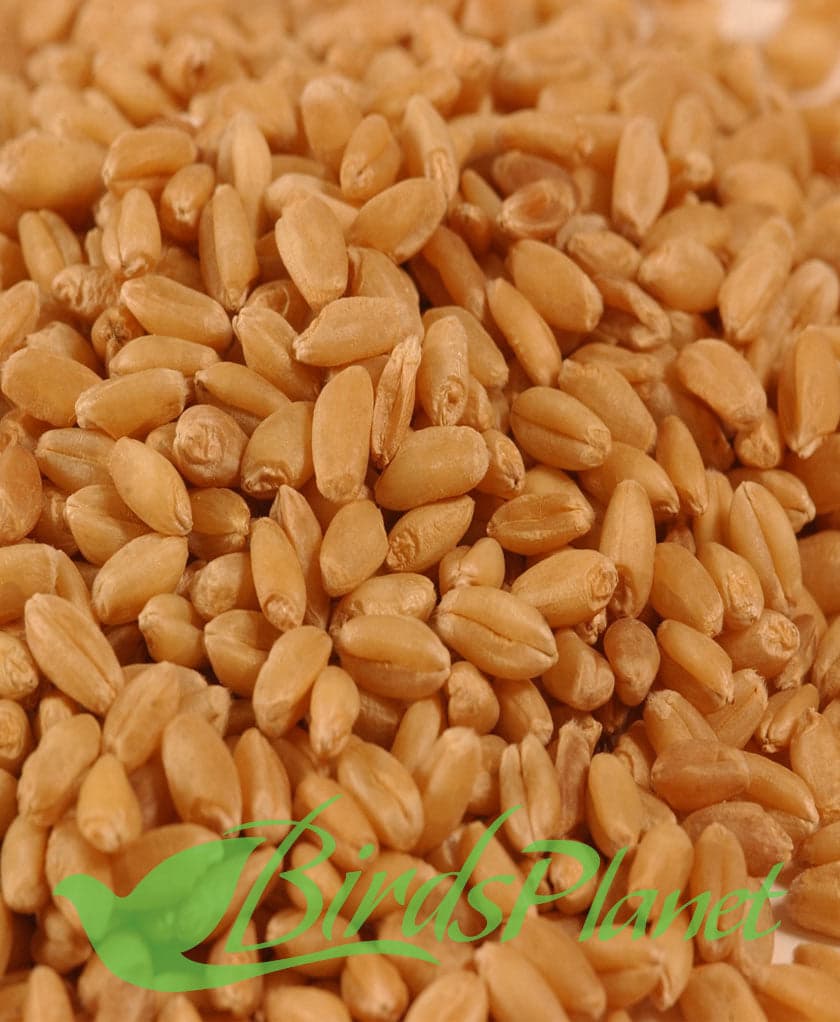 Wheat گندم 

 Prices are for 1kg