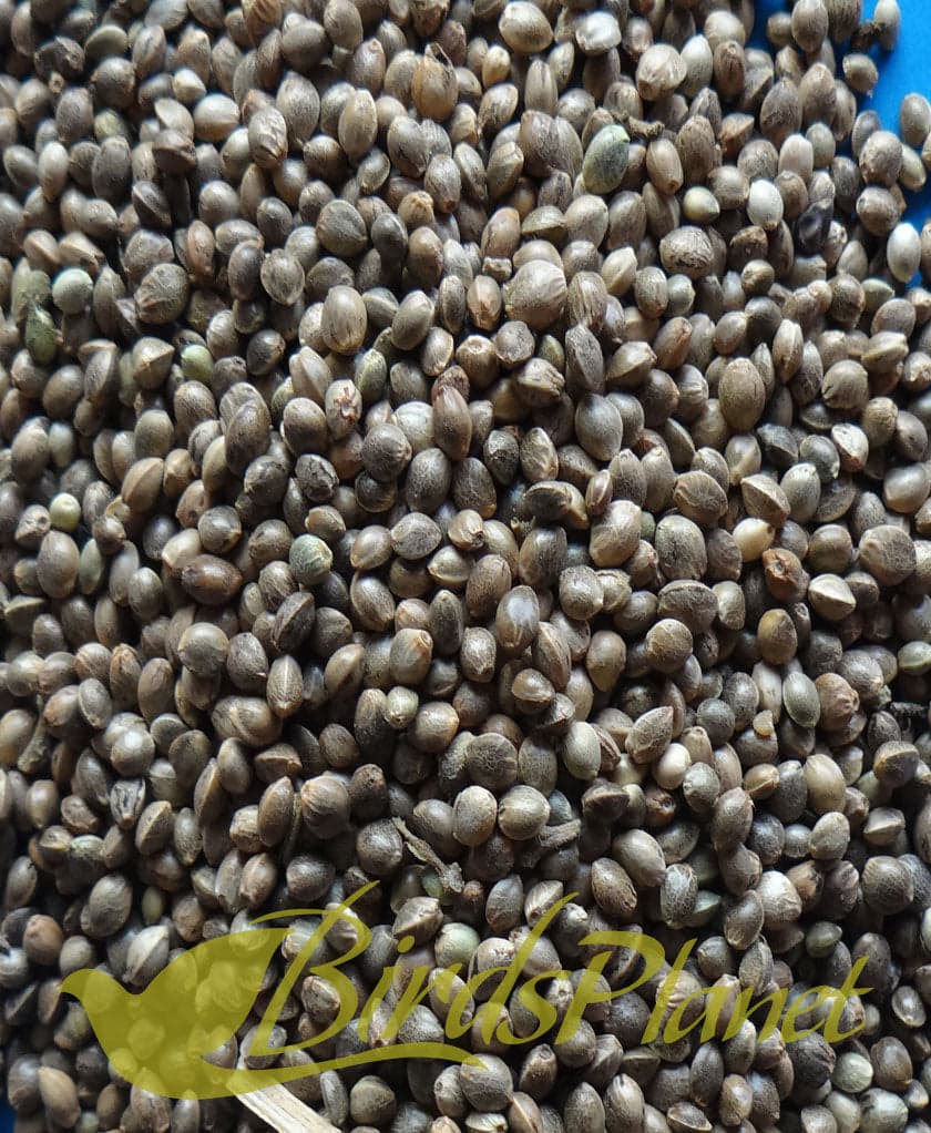 Hempseed - Bang بھنگ بیج

 Price for 1kg
