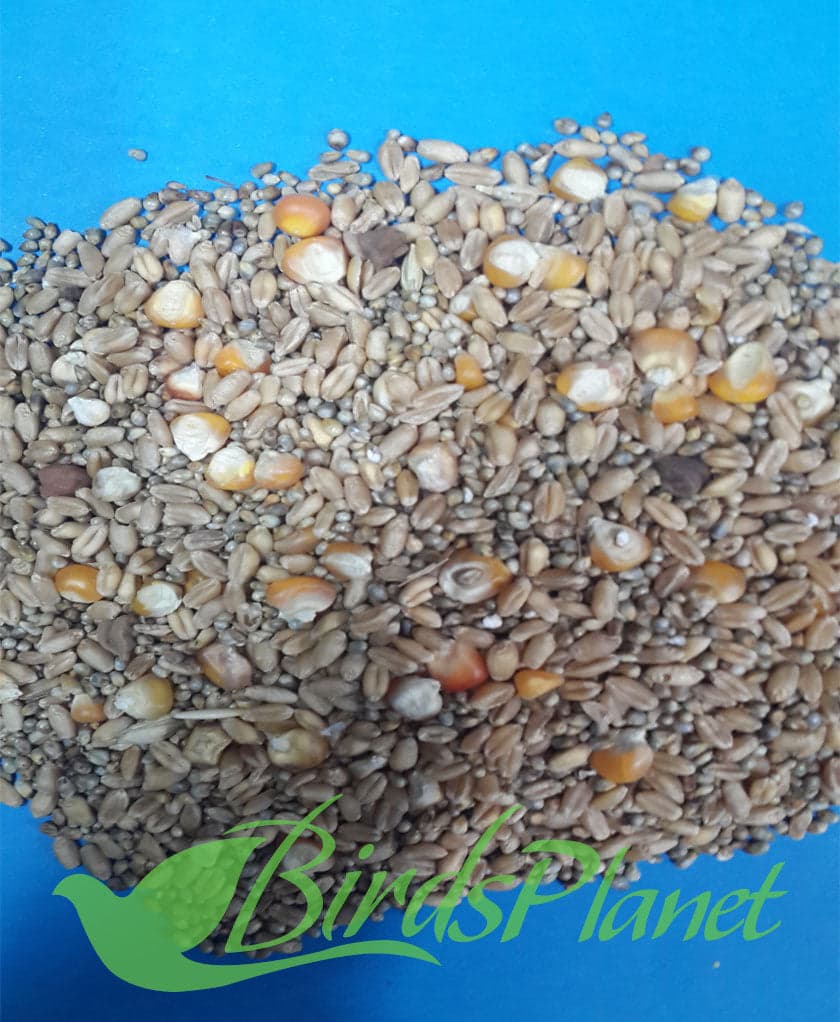 High quality mix pigeon see - Kabootar Seed کبوتر دانہ 

 Price for 1kg
