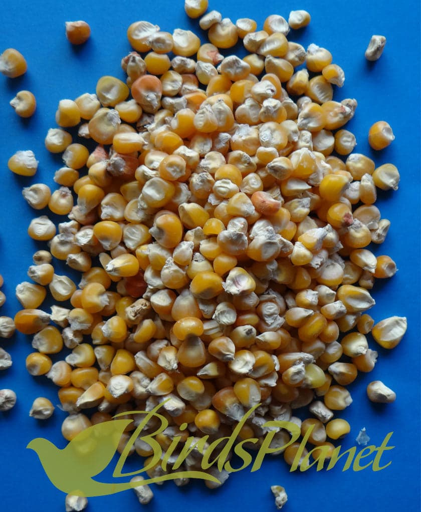 Corn مکی

 Price for 1kg