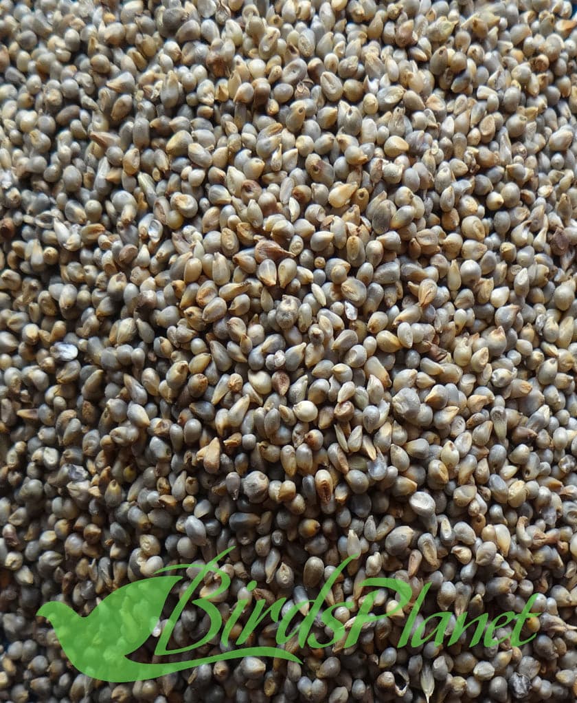 Very Good quality millet seeds available Bajra باجرہ 

 Prices for 1000 Grm