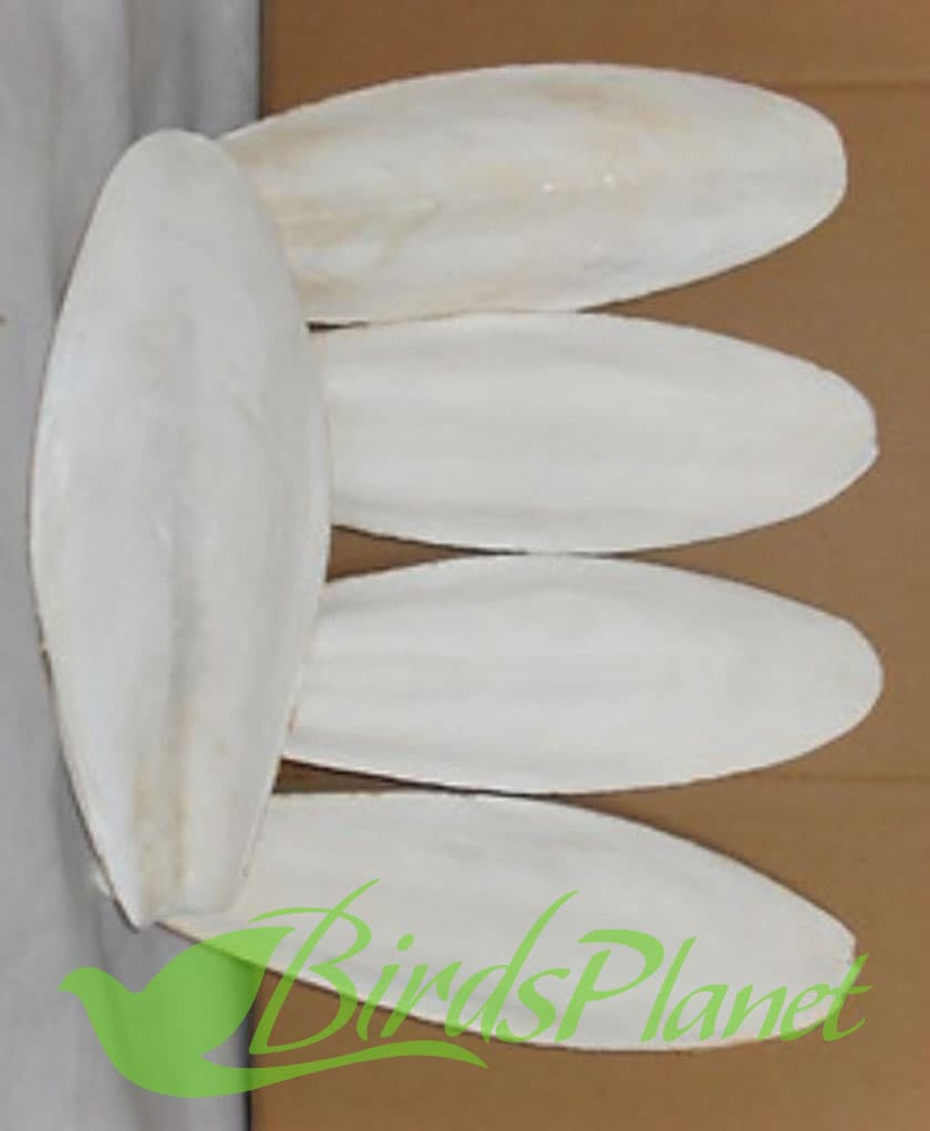 Cuttlefish Bone 

 The fillet of the cuttle fish for birds, excellent source of calcium 

 Full Size

 Price per kg 3000