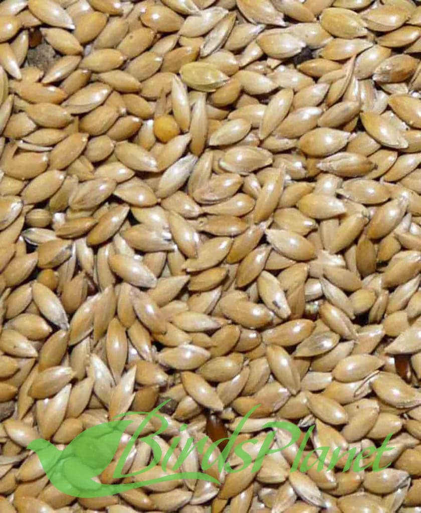 Canary Seed

 Price for 1kg
