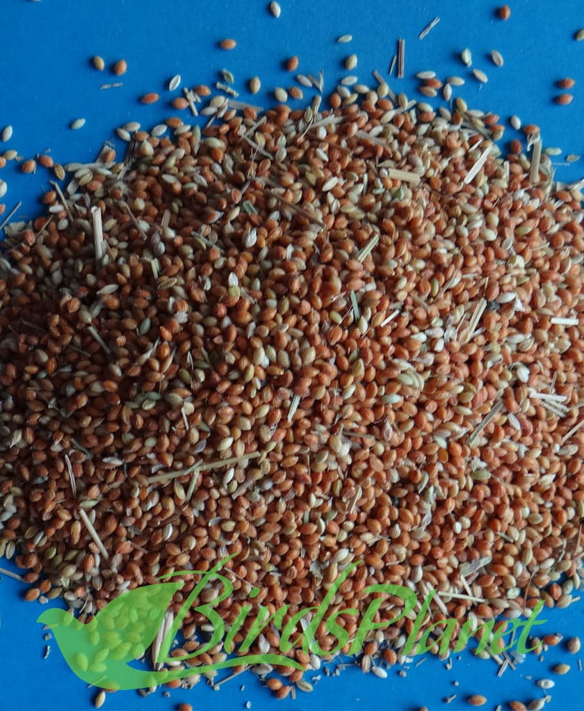Panicum red 

 Lal kangni 

 Prices for 1kg