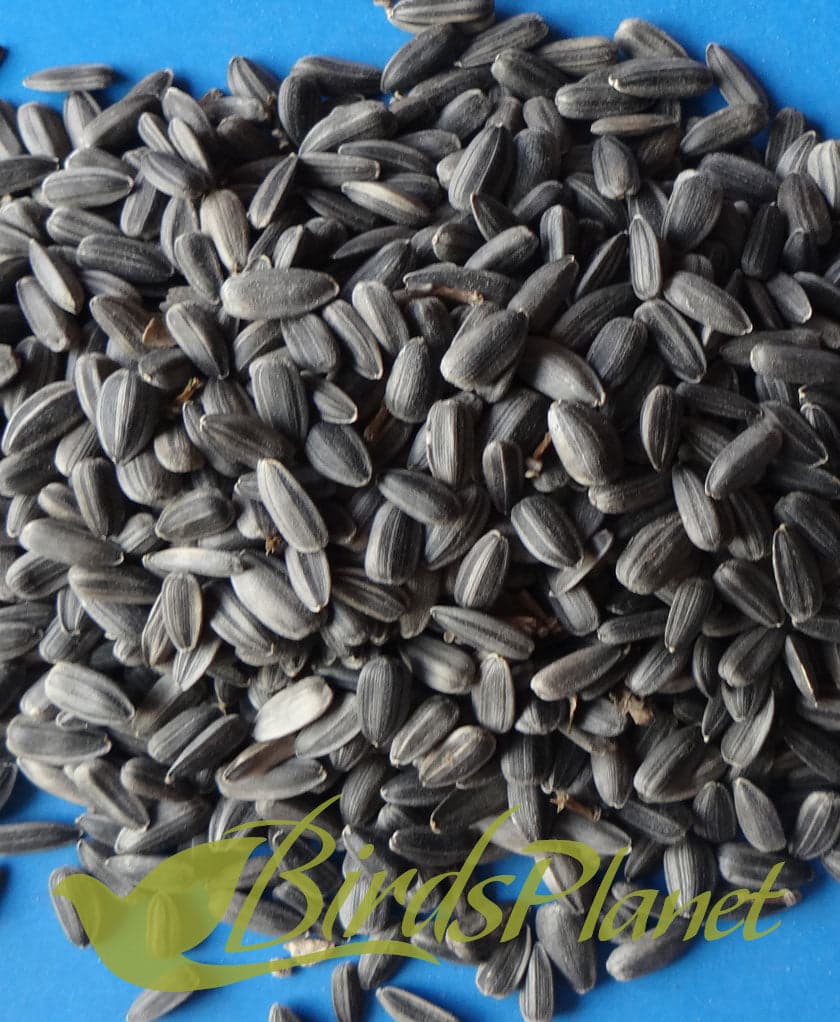 Sunflower Seeds

 Prices for 1 KG